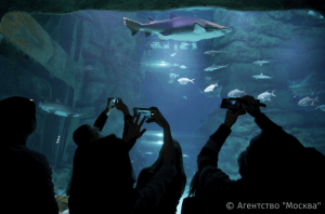 Центр плавания с дельфинами в середине весны откроется в «Москвариуме»