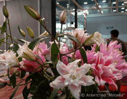В районе Бирюлево Западное расположено три цветочных магазина