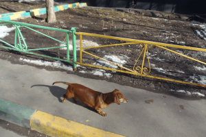Выставку питомцев организует приют для собак «Бирюлево»