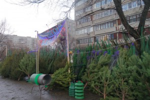 Бирюлевский дендропарк будет принимать новогодние елки для переработки до конца недели