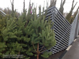 Бирюлевский дендропарк будет принимать новогодние елки для переработки до 19 января