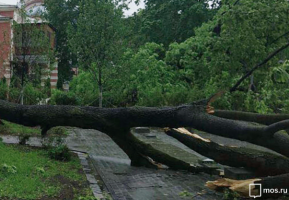 Поваленное дерево в Москве