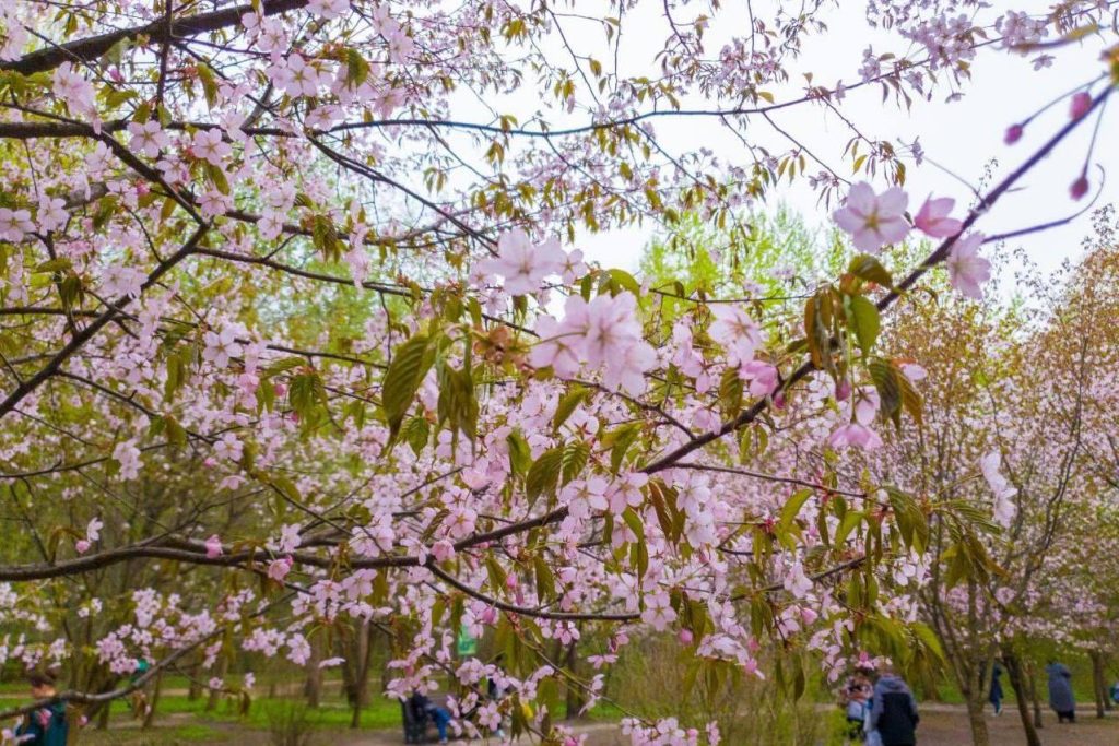Праздник цветения сакуры состоится в Бирюлевском дендропарке. Фото: сайт музея-заповедника «Царицыно»