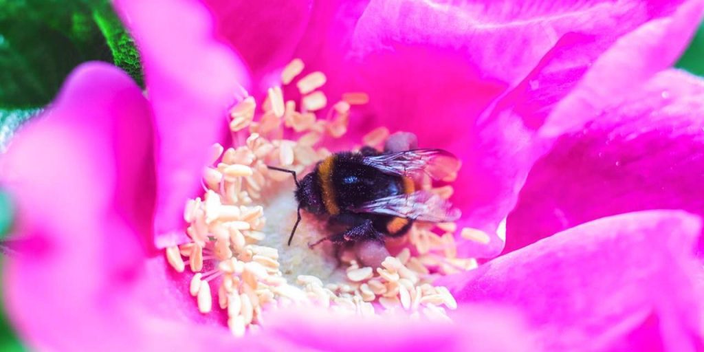 Какие цветущие растения можно встретить в столице в конце весны. Фото: сайт мэра Москвы