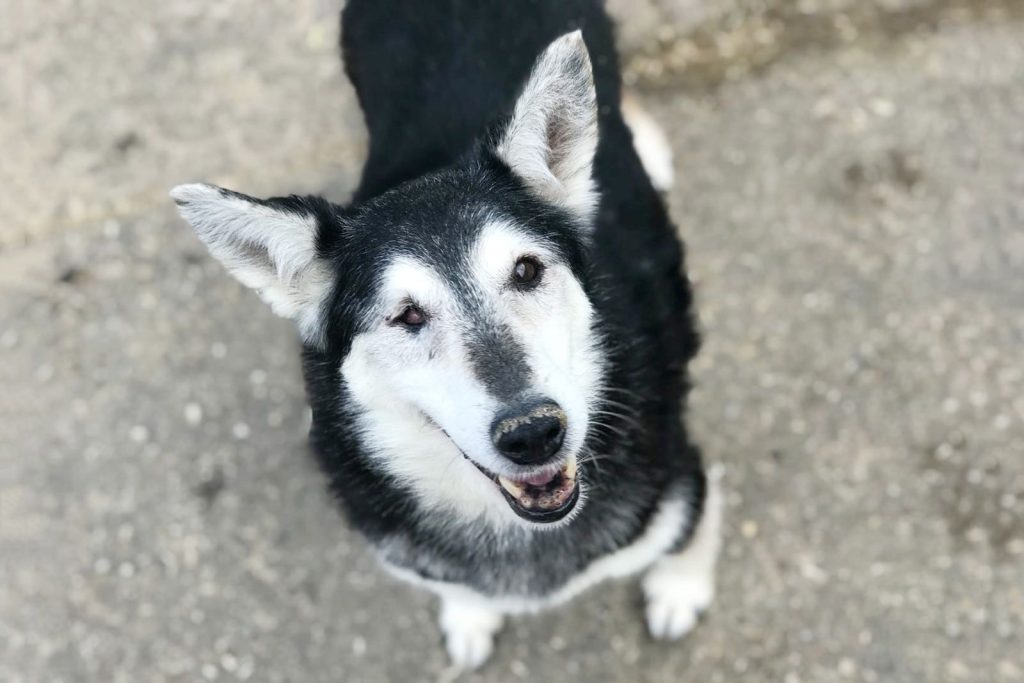 Четвероногие старожилы: как устроен быт питомцев приюта «Бирюлево». Фото: сайт мэра Москвы