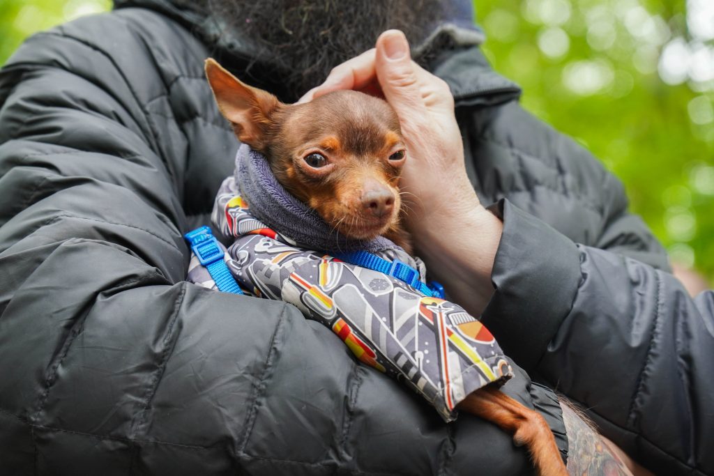 Знакомство с питомцами пройдет в Муниципальном приюте «Бирюлево». Фото: Ксения Догонашева, «Вечерняя Москва»