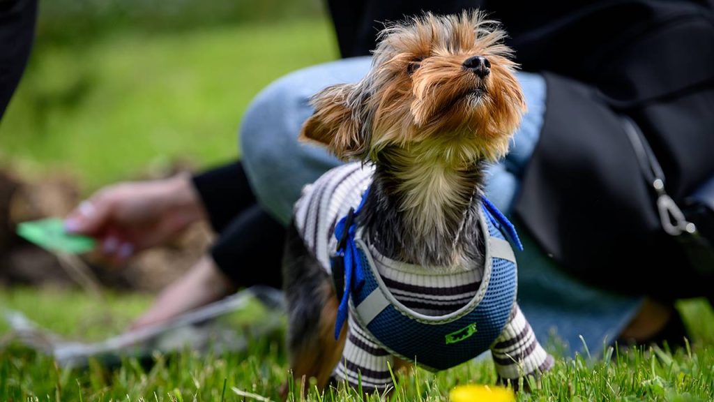 «Щенячий патруль vol. 12»: в приюте в Бирюлеве Западном горожане смогут познакомиться с животными. Фото: Дмитрий Дубинский, «Вечерняя Москва»