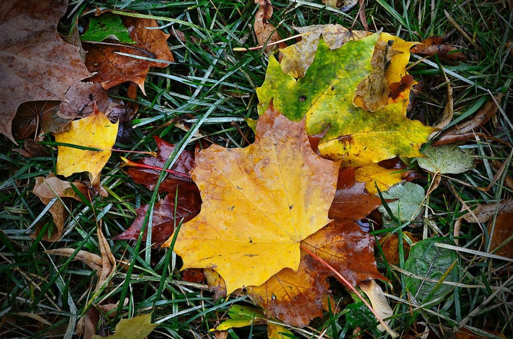 Субботник провели в Бирюлеве Западном. Фото: Анна Быкова, «Вечерняя Москва»
