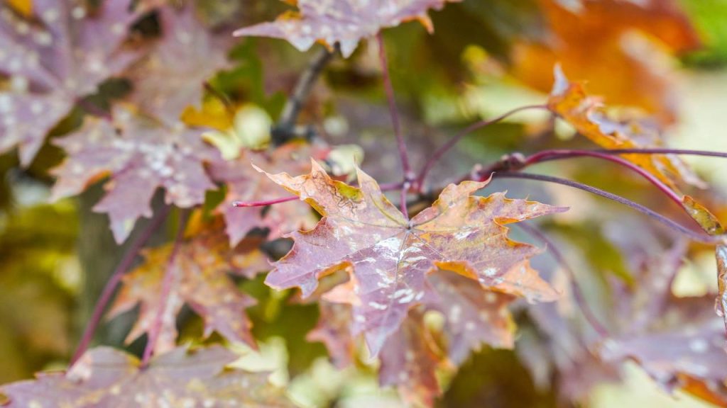 Сотрудники КЦ «Дружба» проведут мероприятие «Провожаем осень». Фото: Ксения Догонашева, «Вечерняя Москва»