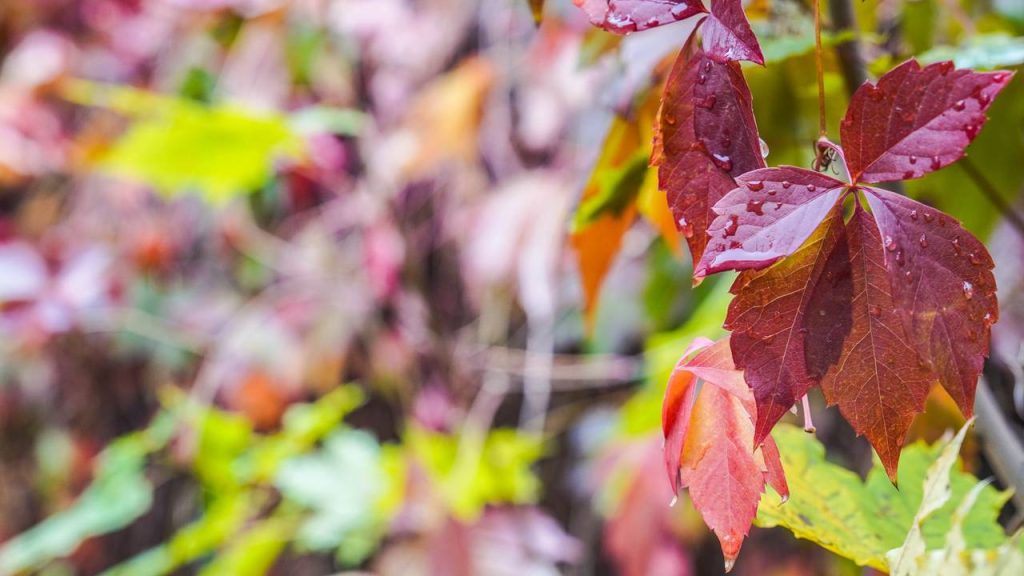 Итоги обхода подвели в районе Бирюлево Западное. Фото: Ксения Догонашева, «Вечерняя Москва»