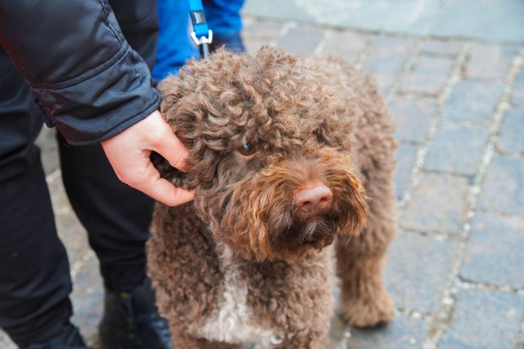 Представители приюта «Бирюлево» проведут «Щенячий патруль vol.13». Фото: Ксения Догонашева, «Вечерняя Москва»