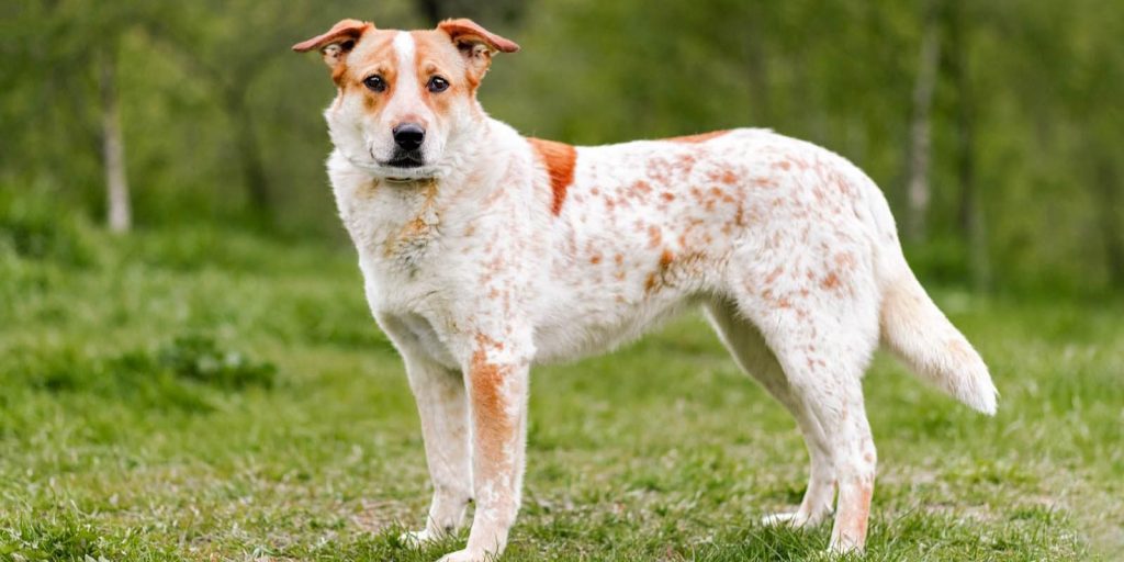 Сотрудник Комплекса городского хозяйства города Москвы рассказали о популярных кличках для питомцев столичных приютов. Фото: пресс-служба комплекса городского хозяйства Москвы