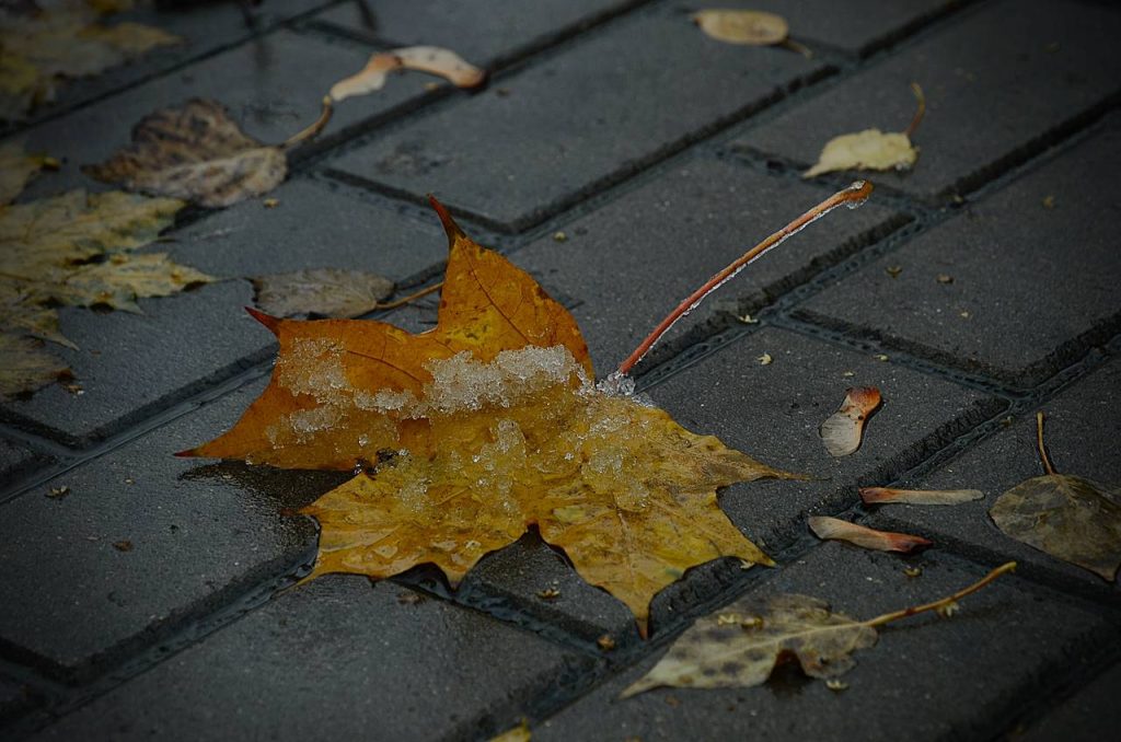 Обход территории провели в Бирюлеве Западном. Фото: Анна Быкова, «Вечерняя Москва»