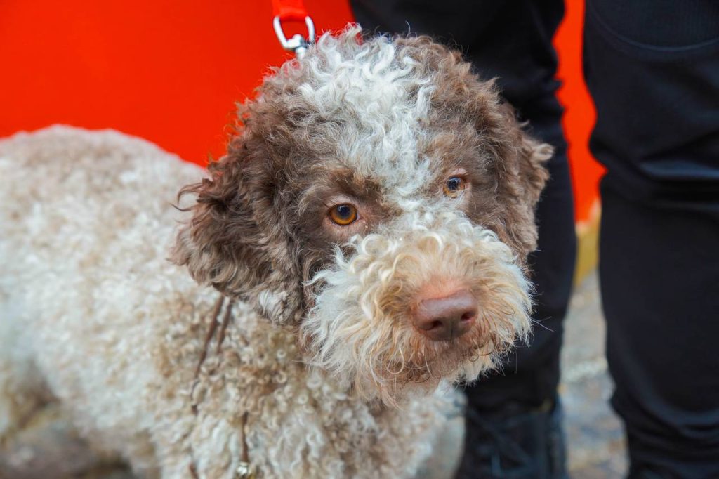 Выпускницы ОКГ «Столица» провели профориентационное занятие по кинологии. Фото: Ксения Догонашева, «Вечерняя Москва»