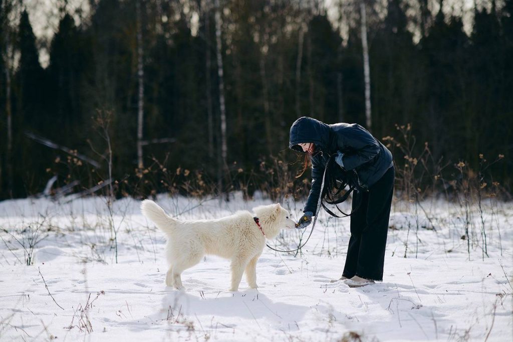 После завершения акции помощники волонтерского центра «Доброе место. ЮАО» отсортируют подарки, упакуют их в коробки и ближе к Новому году доставят в приют. Фото: пресс-служба Комитета общественных связей и молодежной политики города Москвы