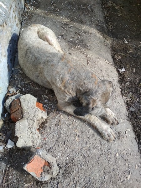 приют «Бирюлево» разместил пост о найденной собаке