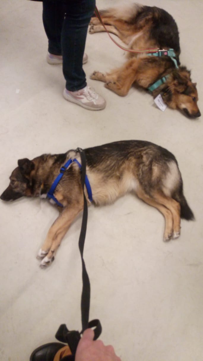 Приют Бирюлево, Милка, собаки, фестиваль, Тарасова, 2810 (1)