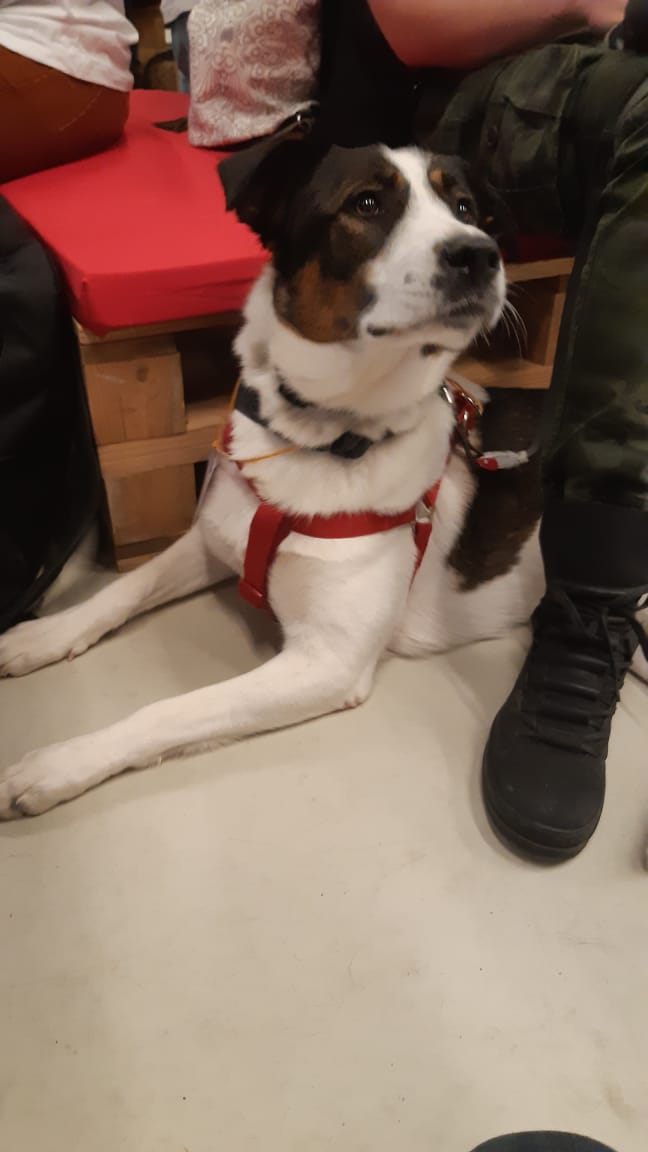 Приют Бирюлево, Милка, собаки, фестиваль, Тарасова, 2810 (3)