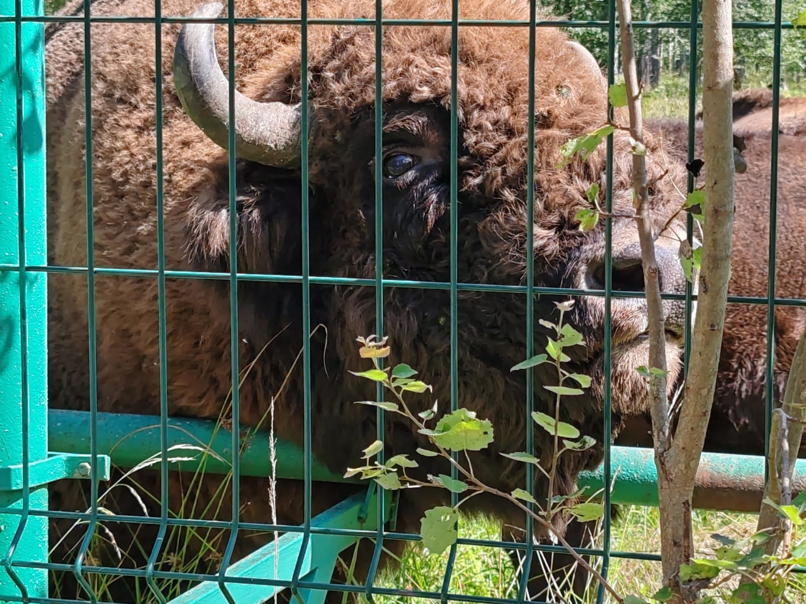 Представители школы №667 имени Героя Советского Союза Константина Самсонова посетили Приокско-Террасный биосферный заповедник. Фото: официальная страница школы №667 имени Героя Советского Союза Константина Самсонова в социальных сетях