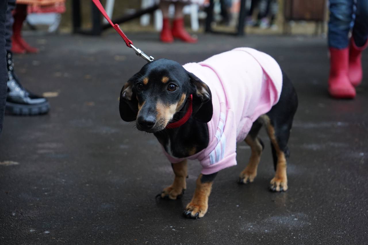 Набор в школу волонтеров для помощи собакам открыли в Бирюлеве Западном. Фото: Анна Быкова, «Вечерняя Москва»