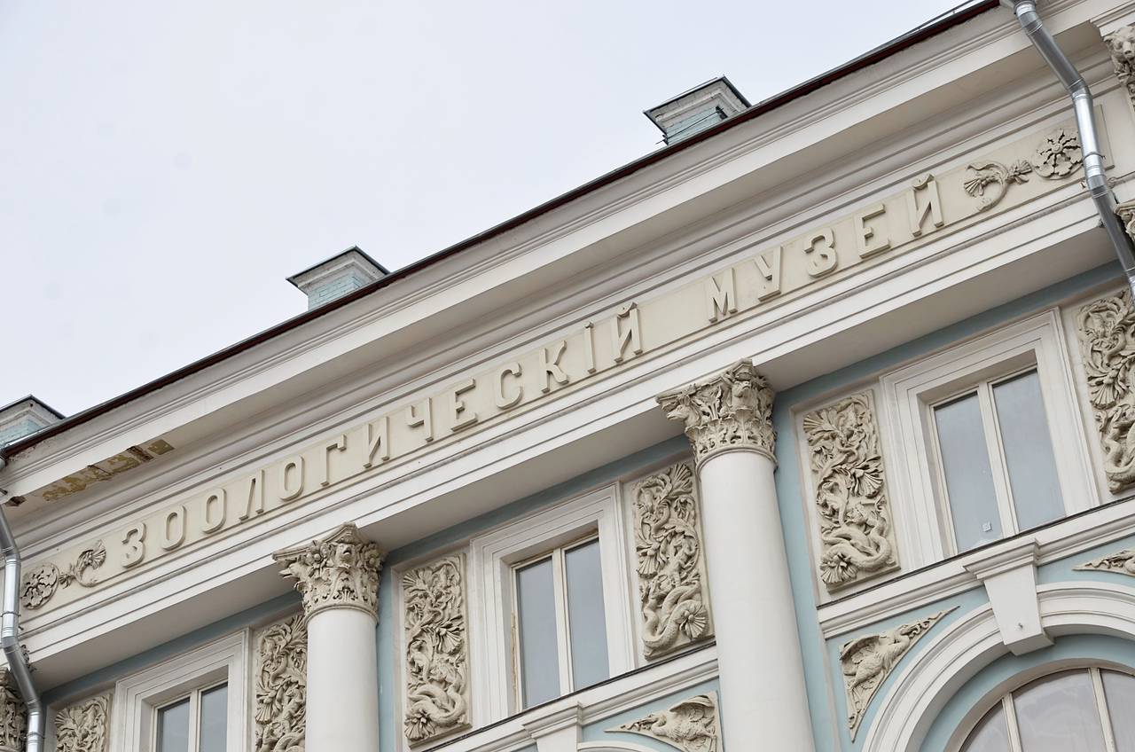 Зоологический музей посетили третьеклассники школы №2001. Фото: Анна Быкова, «Вечерняя Москва»