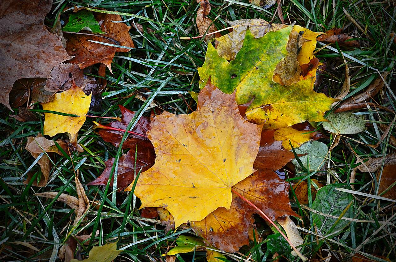 Субботник провели в Бирюлеве Западном. Фото: Анна Быкова, «Вечерняя Москва»